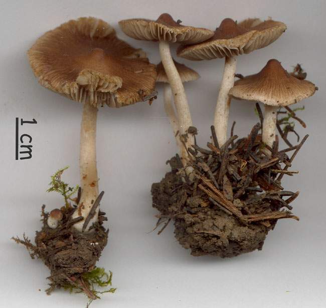 Inocybe virgatula